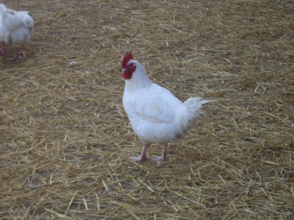 Gites De La Ferme Auberge De Mesauboin Bille Luaran gambar