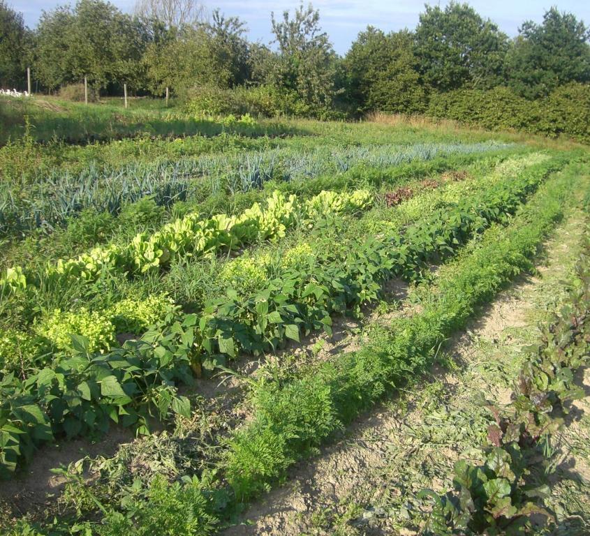 Gites De La Ferme Auberge De Mesauboin Bille Luaran gambar
