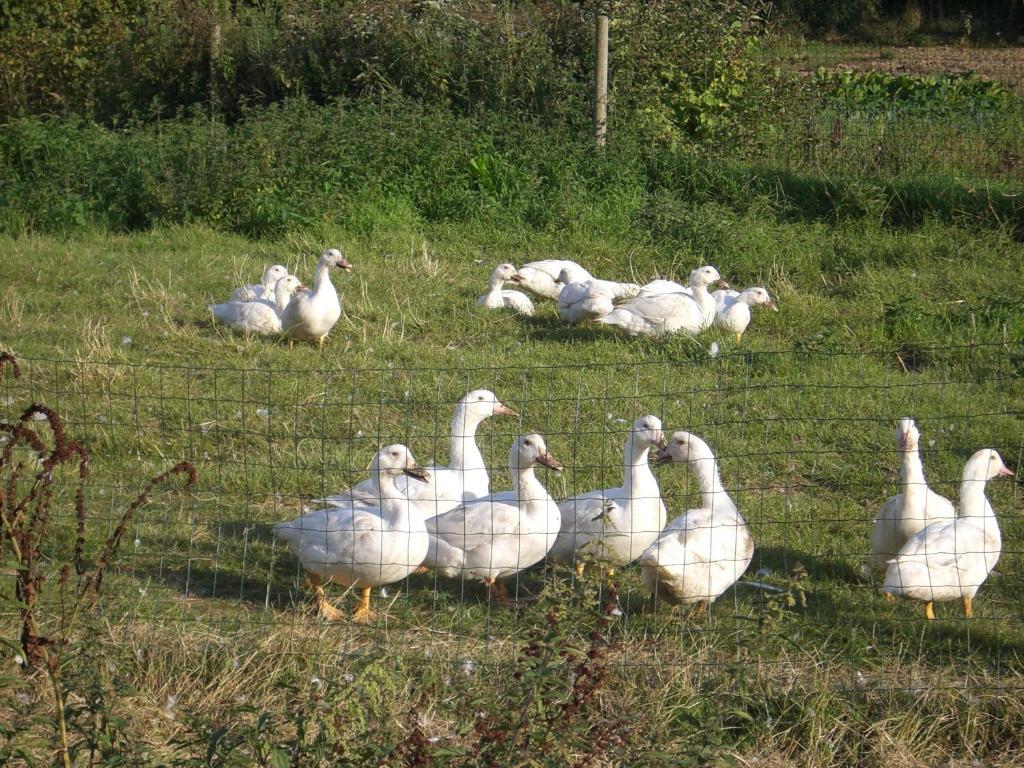Gites De La Ferme Auberge De Mesauboin Bille Luaran gambar